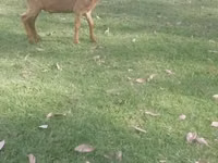 Cabras (lote, sexo no especificado), Cabras — foto 2