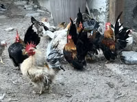 Chickens — الصورة 1