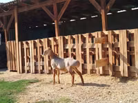 كبش, Edilbay sheep — الصورة 2