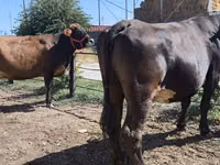 Vaca, Russian Black pied cattle — foto 1