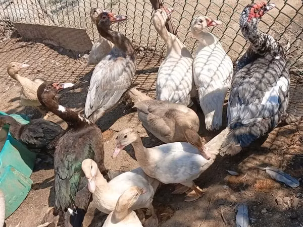 डोमेस्टिक मस्कोवी