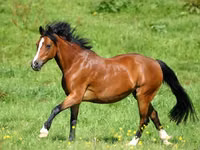 घोड़ी, Horse breed — फ़ोटो 4