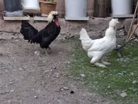 Chickens — Foto 1