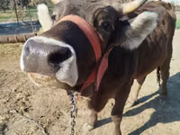 Kuh, Swiss cattle — Foto 2