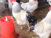 أدلر سيلفر — الصورة 3