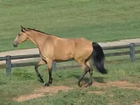 घोड़ी, Missouri foxtrotter — फ़ोटो 2