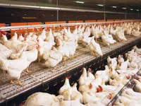 Premixuri pentru animale şi păsări — foto 1