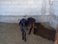 Carnero, Ovejas — foto 5
