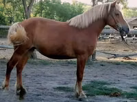 Mare, Haflinger — photo 4