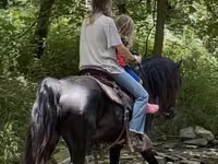 Horse (M), Black Sea breed — photo 4