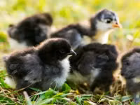 Australorp — photo 8