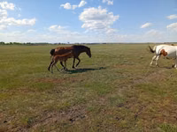 فرس, Kinsky horse — الصورة 2