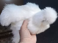 Chickens — Foto 1