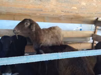 Oveja, Arabi sheep — foto 4
