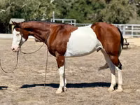 Horse (M), American paint horse — photo 2