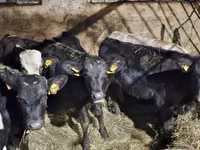 Cattle (batch, sex not specified), Cattle — photo 1