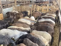 Schaf, Krasnoyarsk sheep — Foto 3