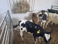 Toro, Russian Black pied cattle — foto 6