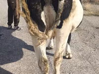 Vaca, Russian Black pied cattle — foto 8