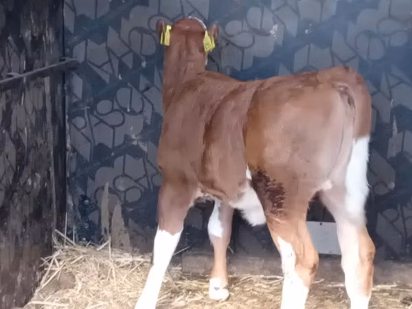 Rinder (Partie, Geschlecht nicht angegeben), Simmental cattle