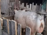 Boar, Pigs — photo 2