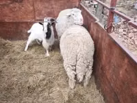 كبش, الأغنام — الصورة 4