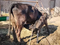Cow, Swedish red cattle — photo 3