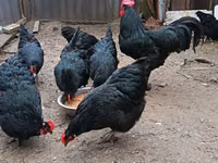 Australorp — Foto 4