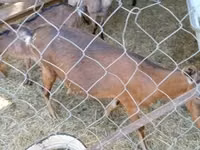 Cabra, Cabras — foto 3
