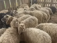 Schafe (Partie, Geschlecht nicht angegeben), Suffolk sheep — Foto 2