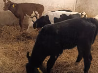 Toro, Simmental cattle — foto 8