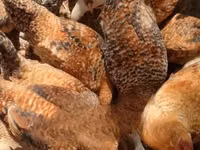 Shamo chickens — photo 2