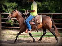 فرس, Quarter Horse — الصورة 8