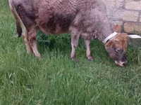 Cow, Azerbaijani zebu — photo 7