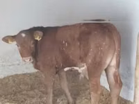 Bull, Limousin cow — photo 2