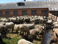 भेड़, Romanov sheep — फ़ोटो 2