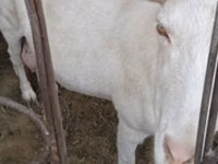 Goat, Goats — photo 2