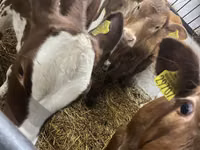 Cow, Cattle — photo 2