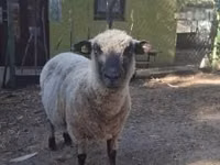 Ram, Shroshire sheep — photo 1