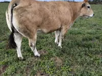 Bull, Partenaise cattle — photo 4