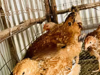 Shamo chickens — photo 6