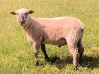 Ram, Shroshire sheep — photo 2