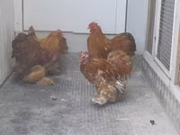 Pekin Bantam — photo 3