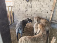 Widder, Rhon sheep — Foto 7