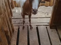 Goat, Goats — photo 2