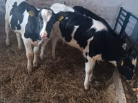 Vaca, Russian Black pied cattle — foto 2