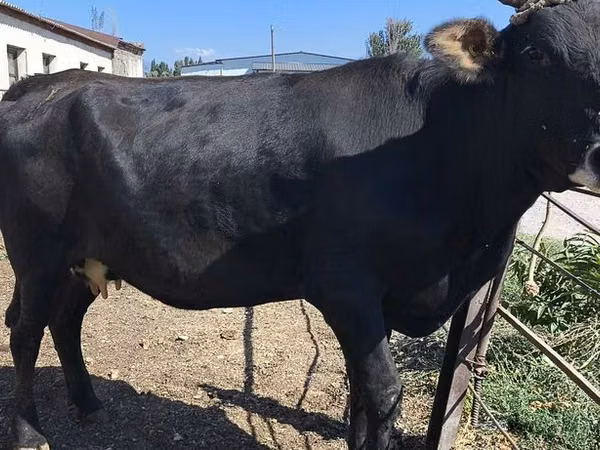 Cow, Holstein breed