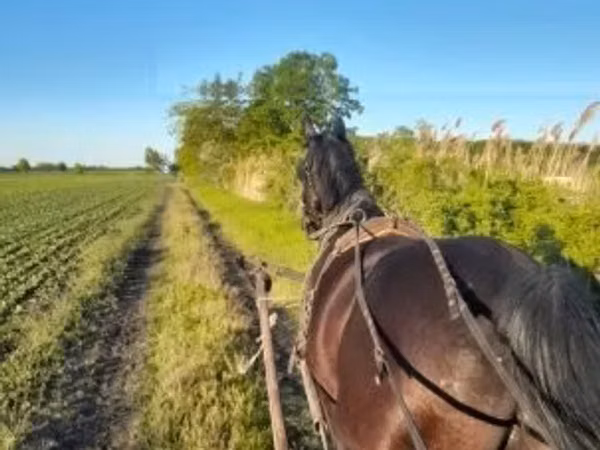 Horse (M), Nonius horse