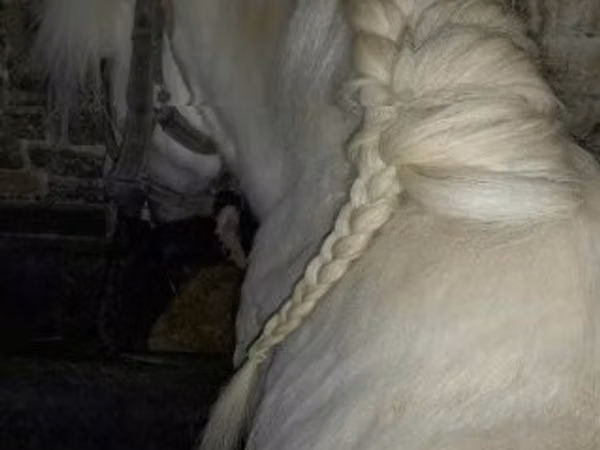 Hengst, Shetland Pony