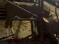 Toro, Simmental cattle — foto 2